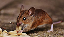 24 Hour & Emergency Exterminators in Garwood, ID
